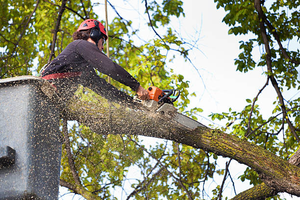 Best Palm Tree Trimming  in West Liberty, KY